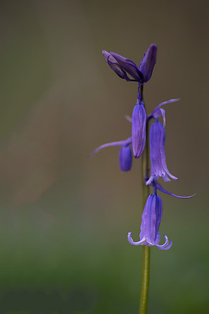 bluebell 7 taken by jo bird