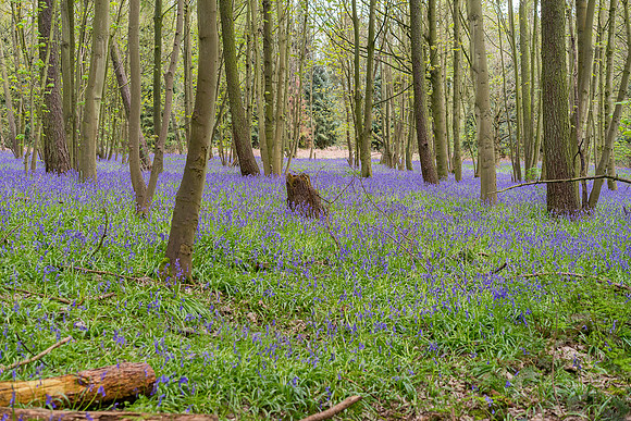 bluebell 6 taken by jo bird