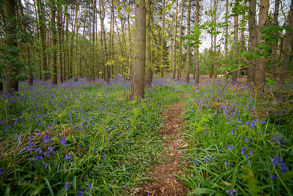 bluebell 5 taken by jo bird