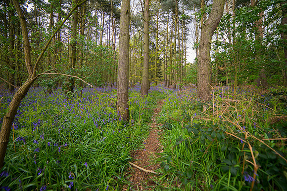 bluebell 4 taken by jo bird