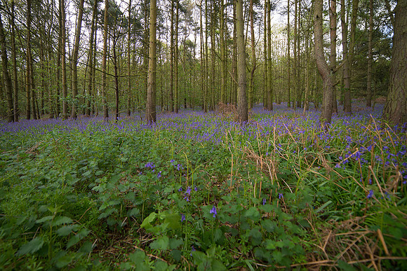 bluebell 3 taken by jo bird