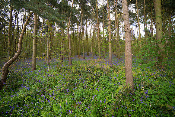 bluebell 2 taken by jo bird
