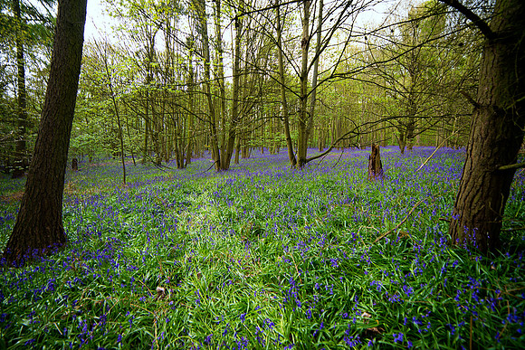 bluebell1 taken by jo bird