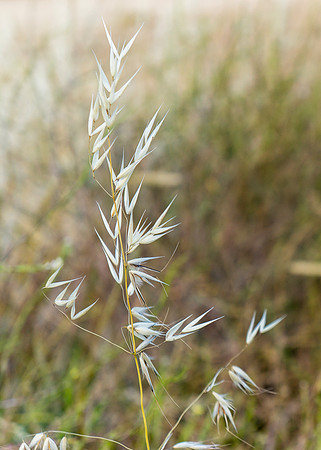 grasses greece