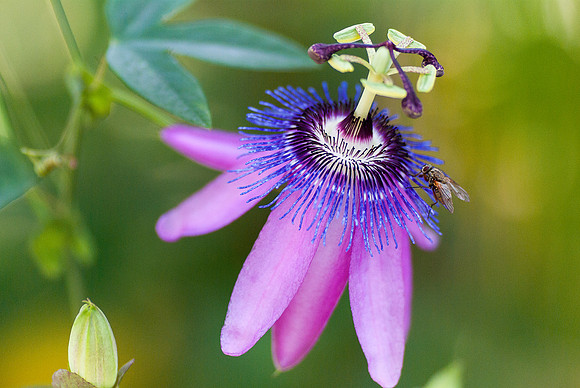 passion flowerand fly1