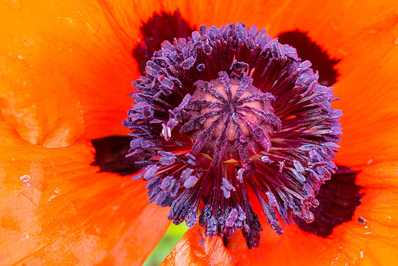 Californian Poppy 2