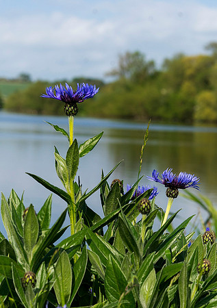 fillingham purple flower 2