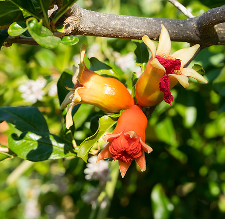 Flowering Pomegranite