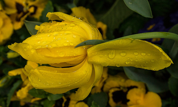 daffs3