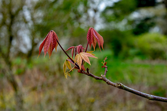 Maple Branch  2 © Bob Riach