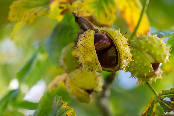 2015 Oct conkers