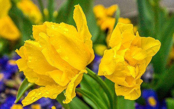 daffs2