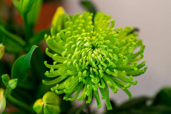 001 Flower © Bob Riach