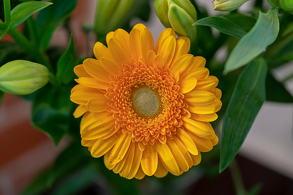 002 Flower © Bob Riach