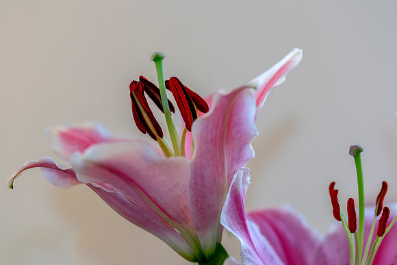 003 Lilly © Bob Riach