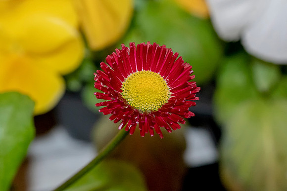 004 Flower © Bob Riach