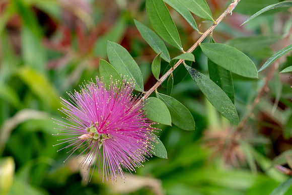 Red Powder Puff Flower Calliandra Haematocephala Flower © Bob Riach