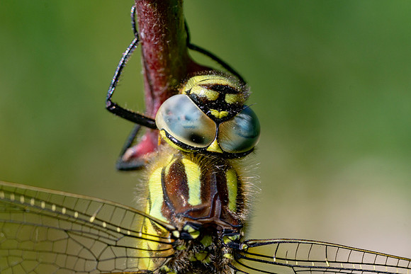 01 Dragonfly © Bob Riach Jigsaw Photography Ltd