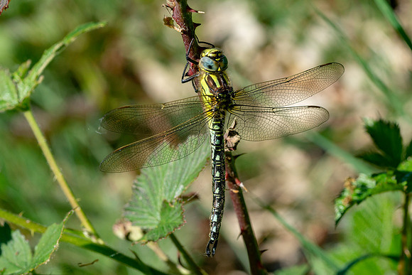 Dragonfly in the Sun © Bob Riach Jigsaw Photography Ltd