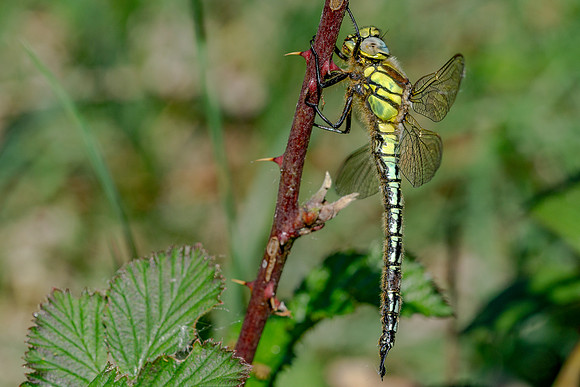002 Dragonfly in the Sun © Bob Riach Jigsaw Photography Ltd