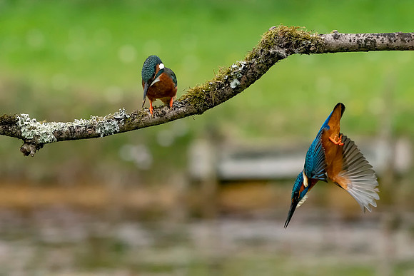 20 Kingfisher Going Fishing © Bob Riach