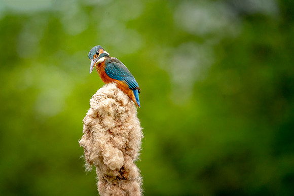 20 The King © Bob Riach