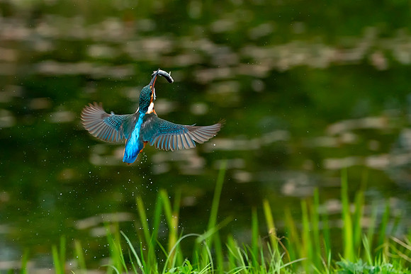 21 Kingfisher Been Fishing © Bob Riach