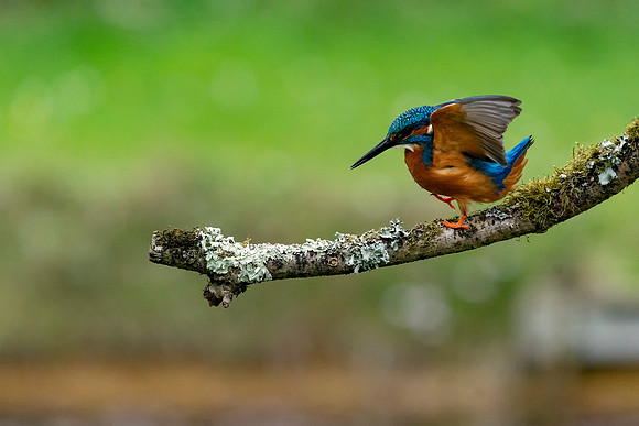 25 Kingfisher  Dancing  © Bob Riach