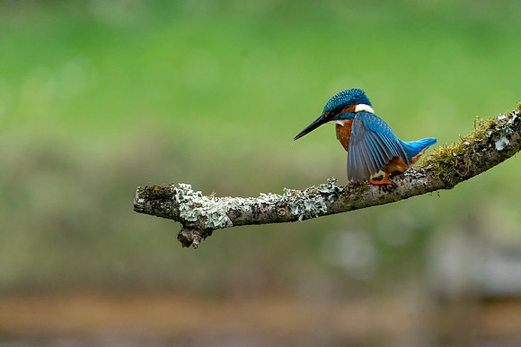 24 Kingfisher  © Bob Riach