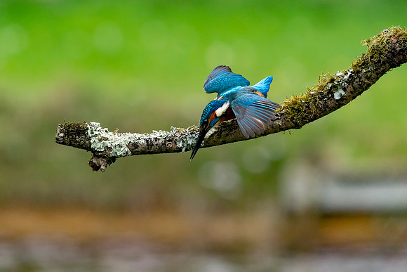 26 Kingfisher Shall I Jump  © Bob Riach