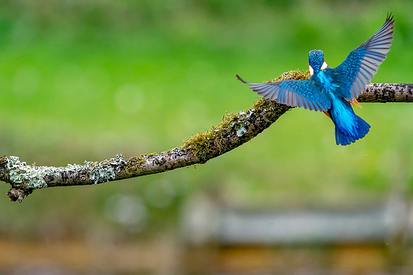 27 Kingfisher Angel Wings  © Bob Riach