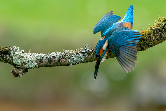 28 Kingfisher Just Looking  © Bob Riach