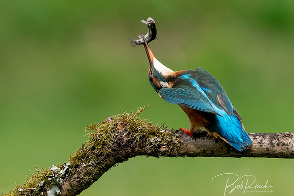 02s Kingfisher with Fish © Bob Riach copy