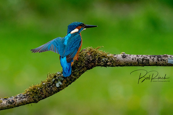 03 s Kingfisher on a branch © Bob Riach