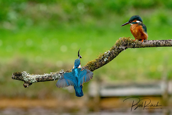 08 s Kingfisher Bringing Lunch © Bob Riach
