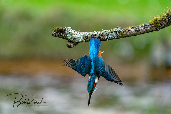 07 s Kingfisher The Diver © Bob Riach