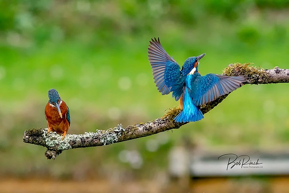 09s Kingfisher Showing Off © Bob Riach copy