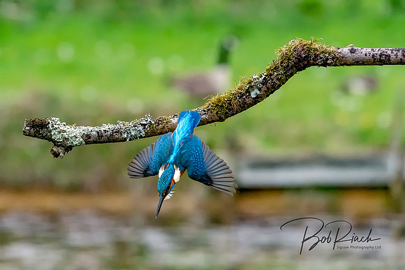 11s Kingfisher The Diver in Action © Bob Riach