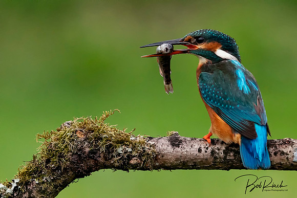 14s Kingfisher Fish Supper © Bob Riach