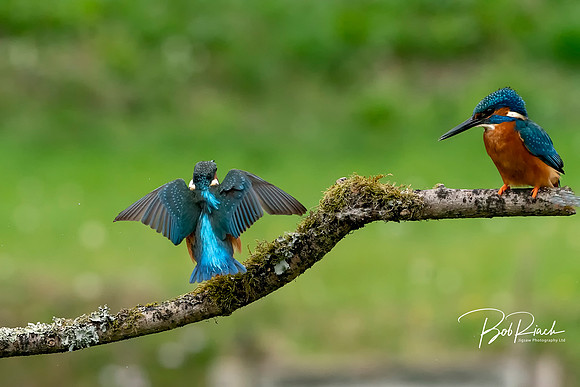 20 s Kingfisher Showing Off © Bob Riach