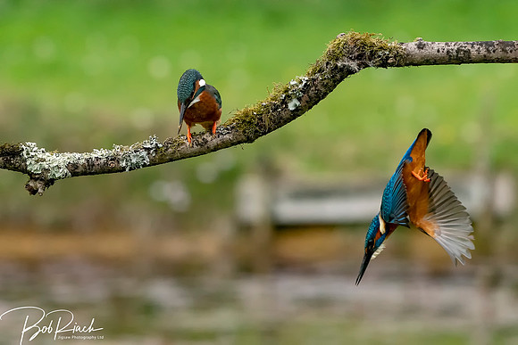 20s Kingfisher Going Fishing © Bob Riach