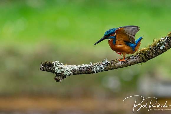 25s Kingfisher  Dancing  © Bob Riach