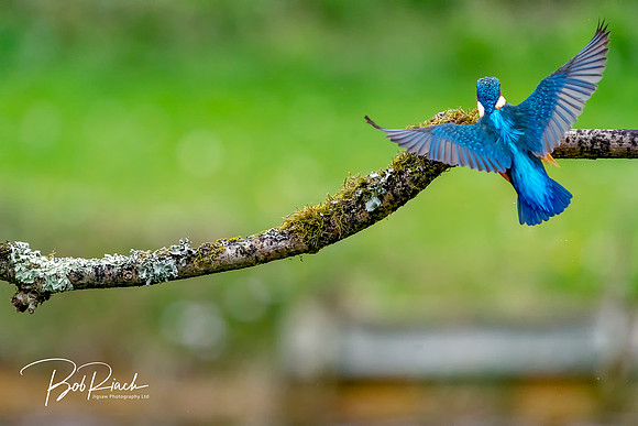 27s Kingfisher Angel Wings  © Bob Riach