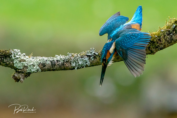 28s Kingfisher Just Looking  © Bob Riach