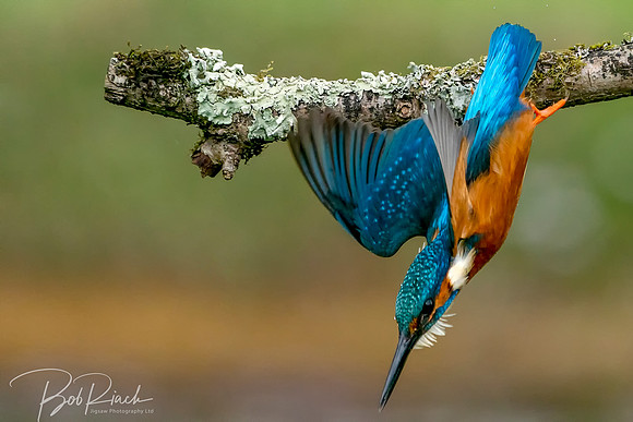 29 s Kingfisher Leaving  © Bob Riach