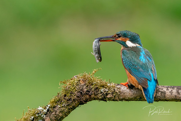 30s Kingfisher With a Fish  © Bob Riach
