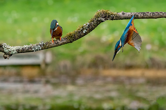 Two Kingfishers 2a © Jo Bird
