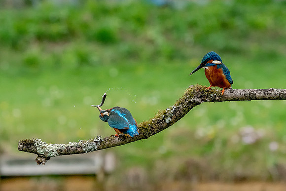 Two Kingfishers with fish © Jo Bird