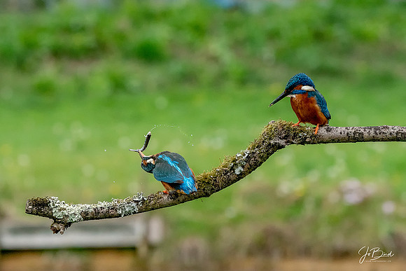 Two Kingfishers with fish s © Jo Bird