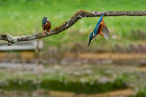 Two Kingfishers © Jo Bird